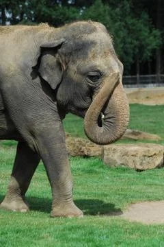 Indian Elephant Stock Photos
