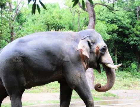 Indian Elephant Stock Photos