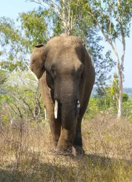 Indian Elephant Stock Photos