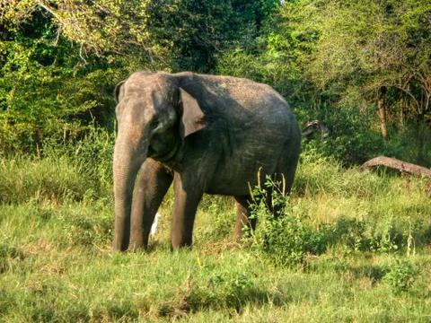 Indian Elephant Stock Photos