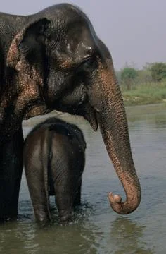 Indian elephant Stock Photos