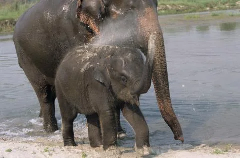 Indian elephant Stock-Fotos
