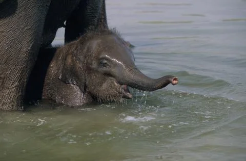 Indian elephant Foto stock