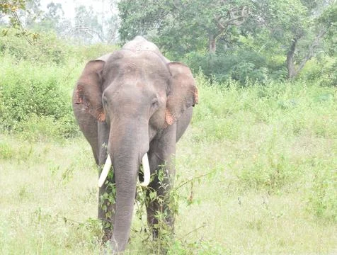 An Indian Elephant Stock Photos
