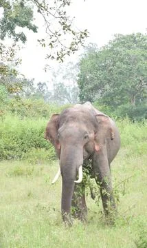 An Indian Elephant Stock Photos