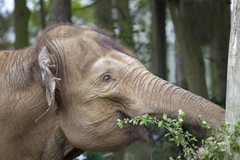 Indian Elephant Stock Photos