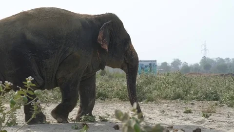 Indian Elephant Sanctuary 库存影片 91633558