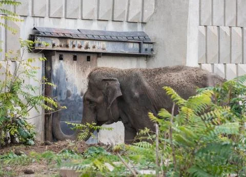Indian elephant in the Sofia zoo Stock Photos