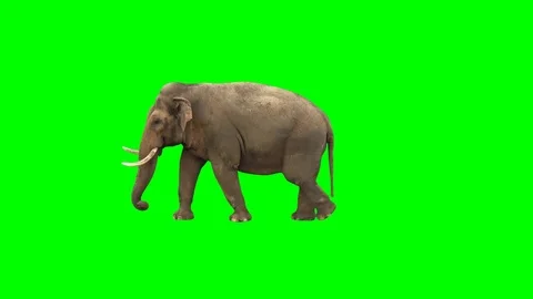 Indian elephant walking across the frame on green screen Stock Footage 77100774
