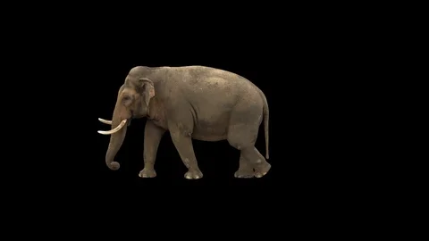 Indian elephant walking across the frame on black screen Stock Footage 77100792