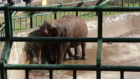 Indian elephant in the zoo Stock Footage 74503665