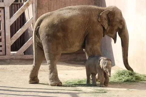 Indian elephant5 Stock Photos