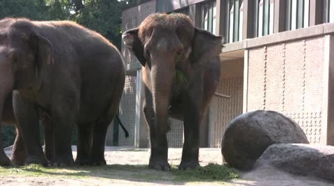 Indian elephants feeding Stock Footage 42040334
