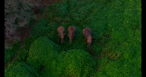 Indian Elephants Stock Footage 283070643