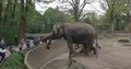 Indian elephants get food by visitors in animal park 4k or 4k+ Resolution
