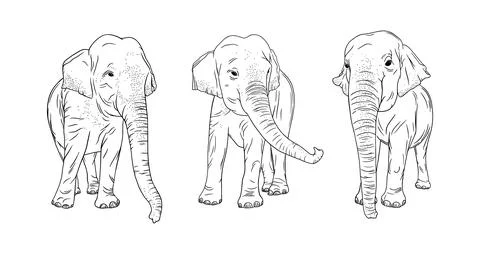 Indian elephants isolated on white background. Engraved Thailand elephants set Stock Illustration