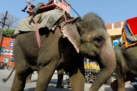 Indian elephants Stock Photos