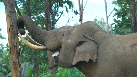 Indian Elphant Breaking the Barks of a Tree and Eating Stockbeeldmateriaal 79704452