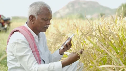 Indian Farmer checking growth of Paddy in mobile Stock Footage 143963147