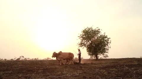 Indian Farmer during Sun Set Stockbeeldmateriaal 53015058