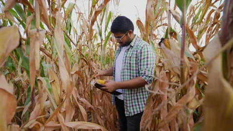 Indian Farmer Examining Corn in a Field Stock Footage 293370624