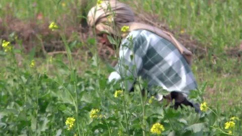 Indian farmer Vídeo Stock 300353373