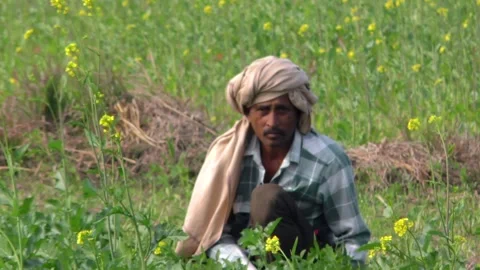 Indian farmer Video stock 300353387