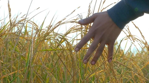 Indian farmer gently touching fully grown rice crops in an organic paddy fiel... Stock Footage 121155638