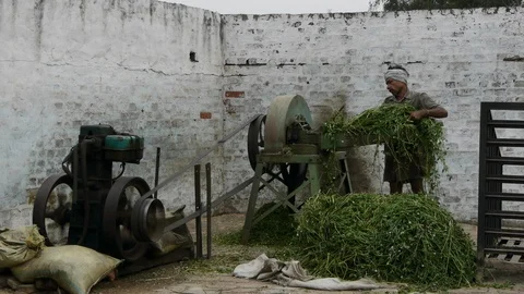 Indian Farmer Operating Chaff Fodder Cutter machine Wide Shot Vidéo 110911259