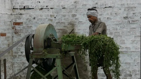 Indian Farmer Operating Chaff Fodder Cutter machine Mid Shot Stock Footage 110911285