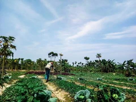 A Indian farmer Stockfoto's