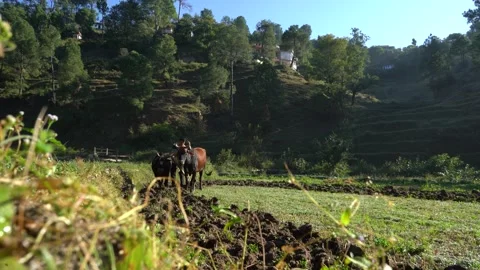 Indian Farmer ploughing his fields with his bulls in the farming season. Indi Stock-Footage 163148865