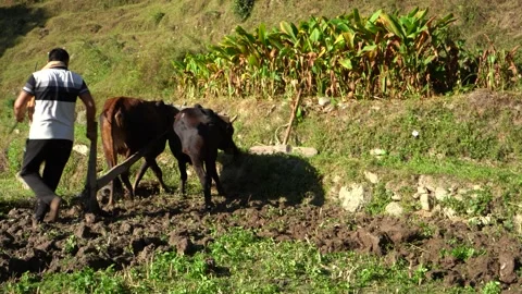 Indian Farmer ploughing his fields with his bulls in the farming season. Indi Stock Footage 163148973