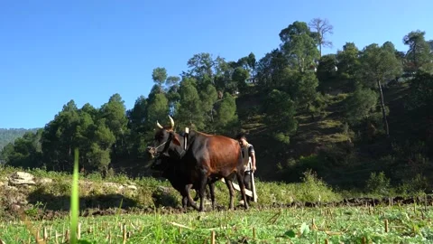 Indian Farmer ploughing his fields with his bulls in the farming season. Indi Stock Footage 163149060