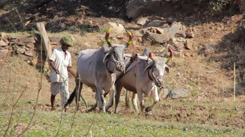 Indian farmer plowing the land using oxen Video stock 58892812