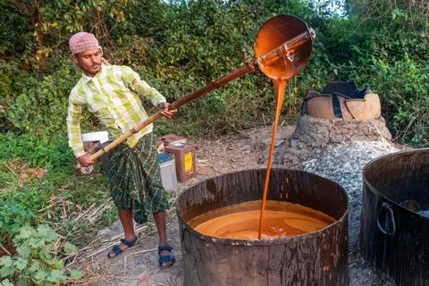 An Indian farmer is producing jaggery using traditional methods. Stock Photos