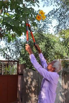 An Indian farmer pruning trees with the help of cutters Stock Photos