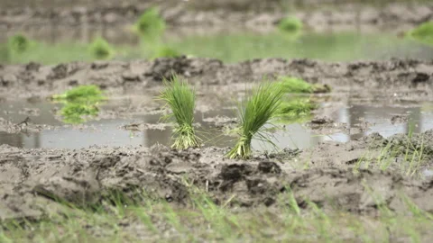 Indian farmer workers. Vídeos de archivo 136390958