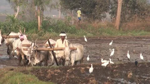 Indian Farmers at dawn Stock Footage 10734310