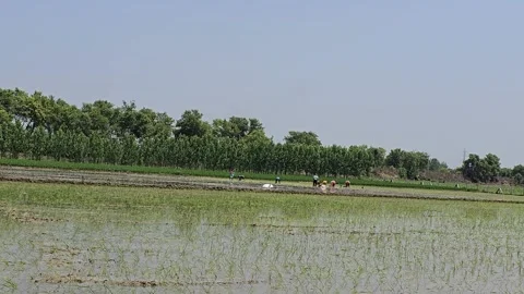 Indian Farmers at Work in the Fields Stock Footage 313571622