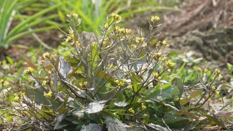 Indian Field-Cress 스톡 동영상 332586581