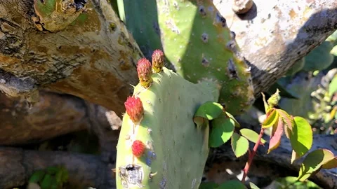 Indian Fig Cactus in springtime. Video stock 150320166