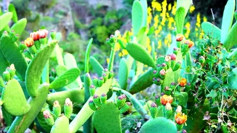 Indian Fig Prickly Pear cactus Blooming on the hills Stock Footage 234832227
