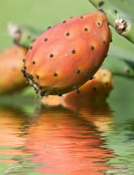 Indian fig reflection Stock Photos