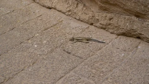 Indian five striped palm squirrel Stock Footage 107680328