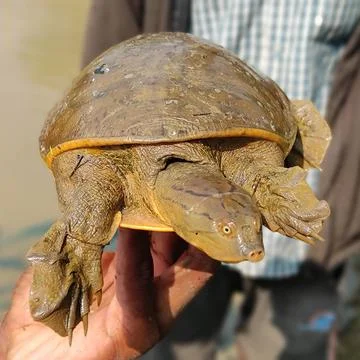 Indian flapshell turtle 스톡 사진