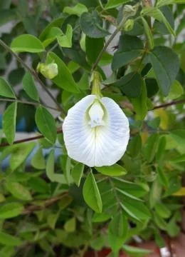An indian flower  call "Gokarna". Stock Photos