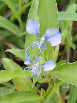 Indian Flower Stock-Fotos