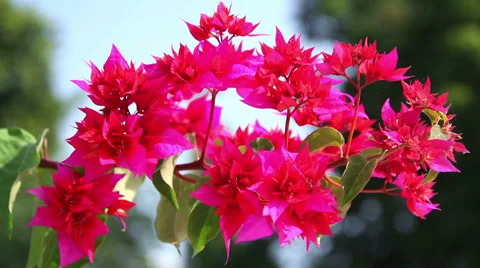 Indian flowers 스톡 동영상 34112946