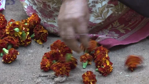 Indian flowers Stock Footage 151026463